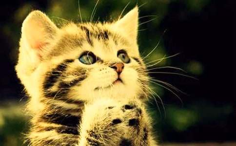 關(guān)于小學(xué)生小貓作文400字七篇