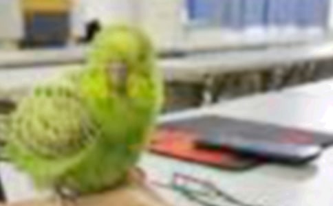 [���A]С�B(ni��o)��������2ƪ