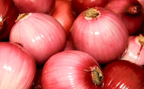 洋蔥頭歷險(xiǎn)記讀后感