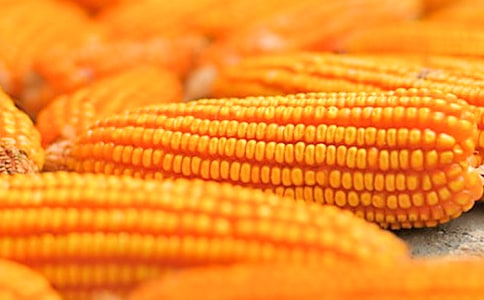 (優(yōu)秀)掰玉米作文