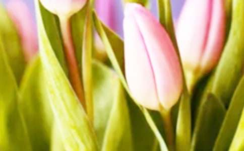 郁金香作文合集(15篇)