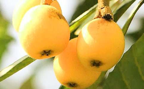 (優(yōu)秀)枇杷熟了作文