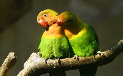 (經(jīng)典)我家的鸚鵡作文