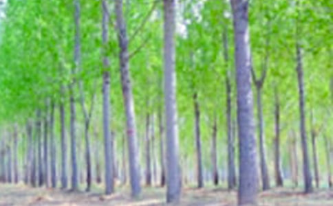 關(guān)于白楊樹作文