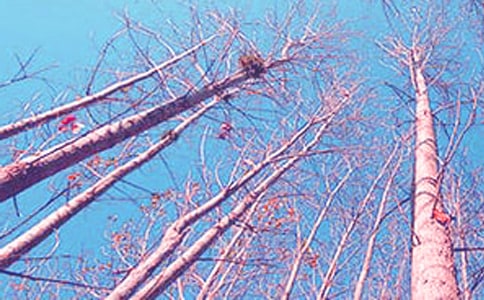 有關白楊樹的作文五篇