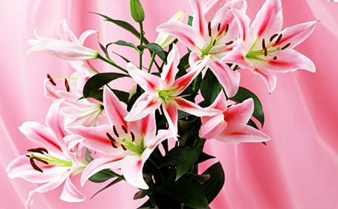 百合花小學(xué)生作文500字(精選46篇)