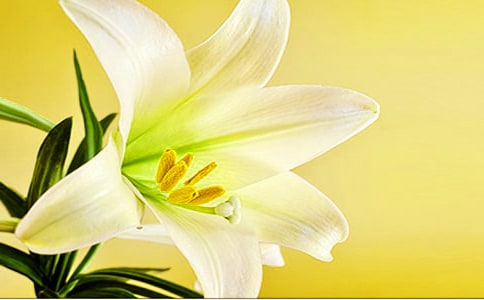 小學生欣賞百合花的作文