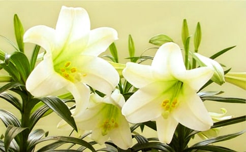 關(guān)于描寫百合花的小學(xué)作文