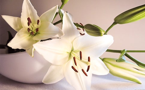 描寫百合花的作文素材、段落