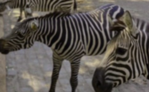 中班斑馬美術(shù)活動(dòng)教案