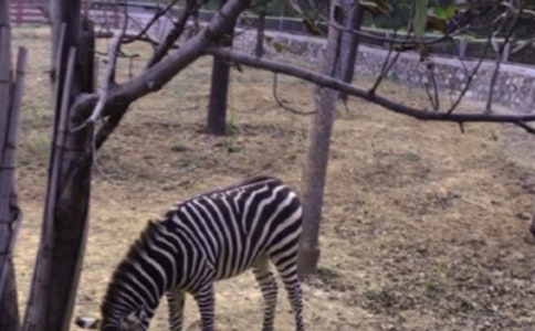 中班美術(shù)撕貼想象畫(huà)《可愛(ài)的小斑馬》教案