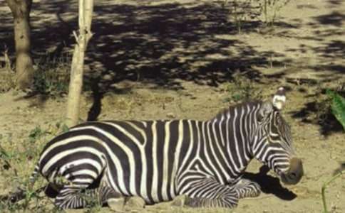 文明禮讓斑馬線倡議書(12篇)