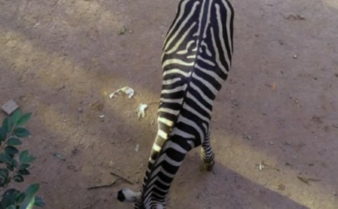 大班美術(shù)《漂亮的斑馬》教案