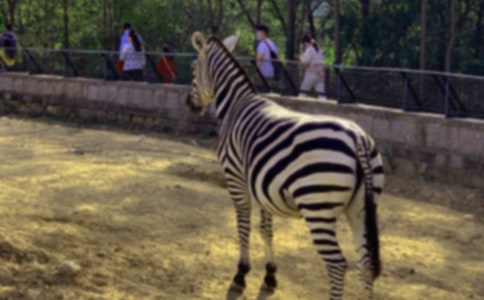 中班斑馬美術(shù)活動教案