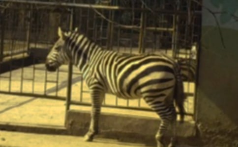 �Y׌���R������15ƪ