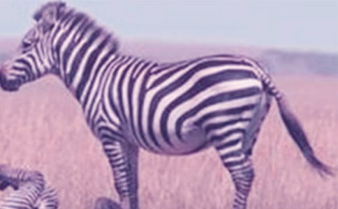 關(guān)于禮讓斑馬線的作文