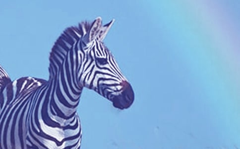 �P�ڰ��R���Y׌��������