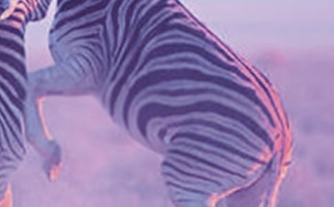 中班美術(shù)漂亮的斑馬