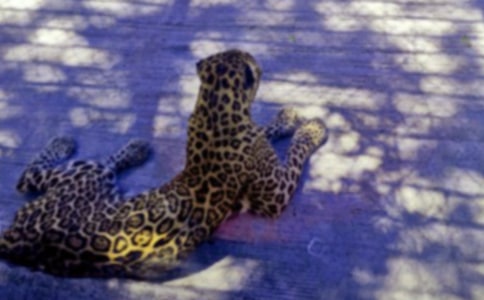 �����򹷽���^(��һ���Z��