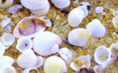 關(guān)于貝殼作文