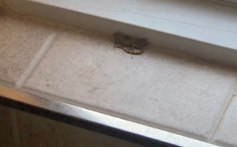 壁虎的啟示作文