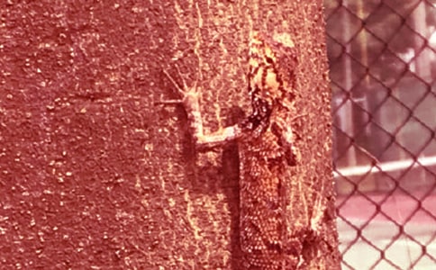 壁虎作文500字錦集9篇