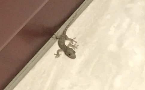 �ڻ��Ć�ʾ����600����ƪ