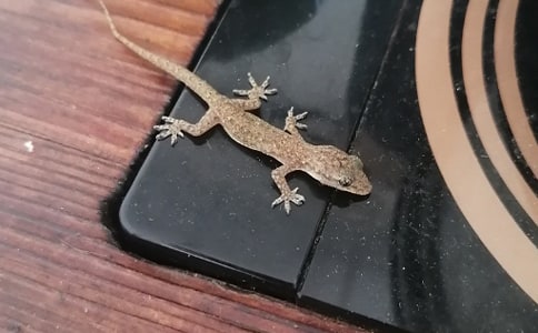 小壁虎借尾巴作文