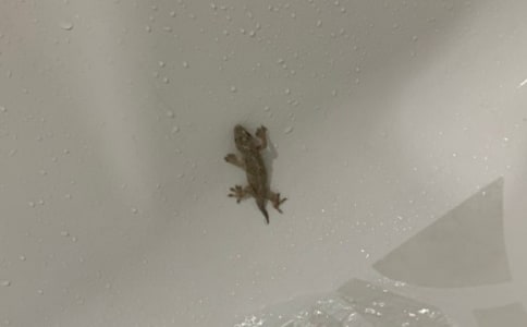 壁虎作文500字(薦)