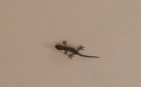 【精選】壁虎的啟示作文4篇