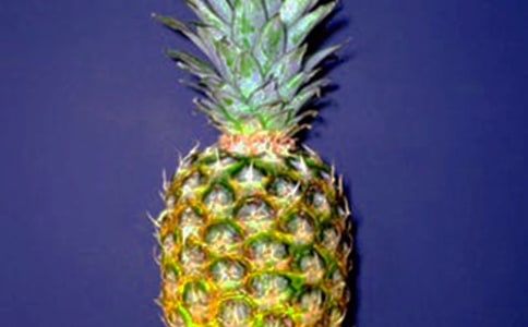 菠蘿的自述小學生作文