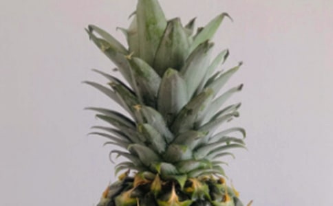 小班美術(shù)菠蘿教案