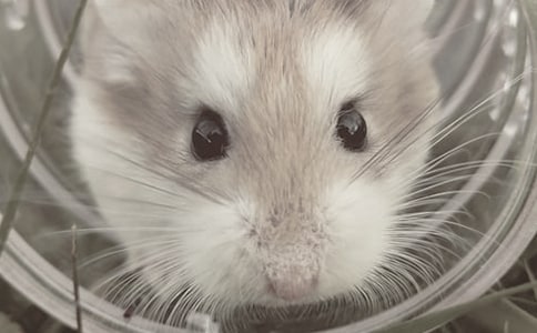 關(guān)于倉鼠的作文范例14篇