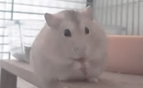 倉(cāng)鼠有趣的作文