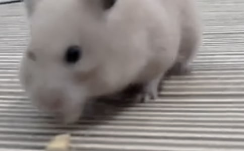 �Ҽҵ�С�}��С�W(xu��)����