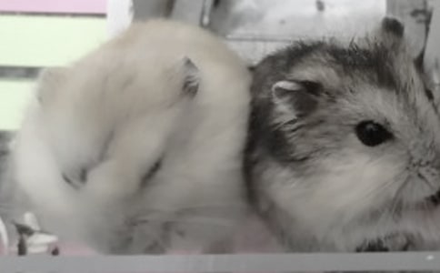 �P(gu��n)��С�}(c��ng)������ģ�ͨ��46ƪ��