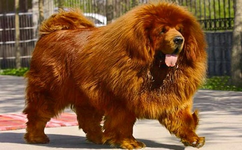 搖滾藏獒觀后感400字