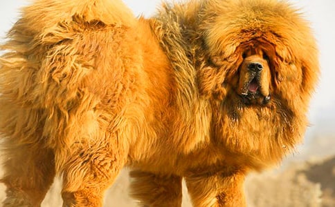 《搖滾藏獒》觀后感