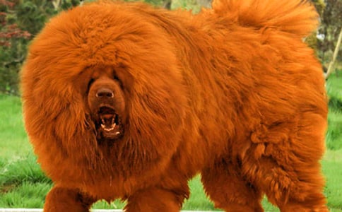 《搖滾藏獒》觀后感