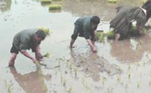 一年級(jí)《插秧》教學(xué)反思范文