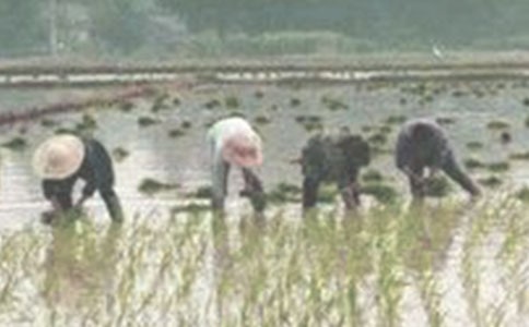 插秧最光榮小學(xué)生作文