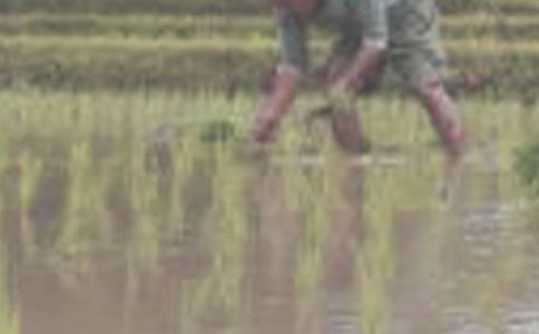 水稻機(jī)插秧苗培育及大田栽培技術(shù)