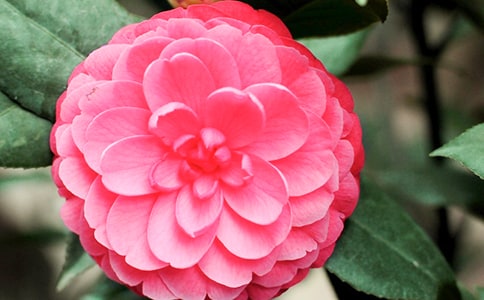 關(guān)于茶花的寫物作文