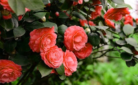 小區(qū)的山茶花作文