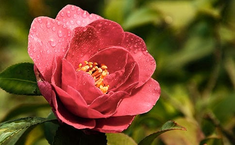 小學(xué)三年級(jí)作文:茶花