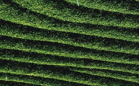 周記100字:去外婆家摘茶葉