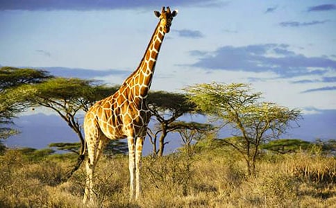 大班美術(shù)教案:長頸鹿