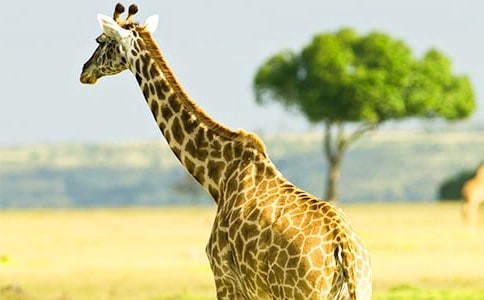 長頸鹿的脖子作文