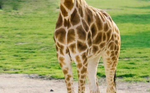 大班美術《長頸鹿》教案(通用15篇)