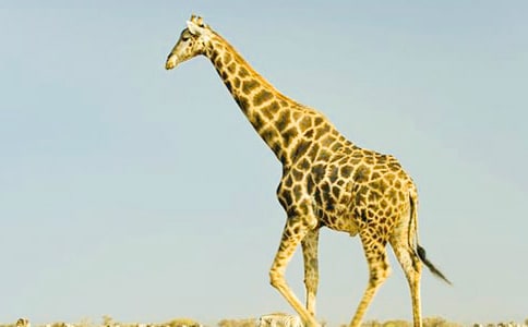 中班美術(shù)活動長頸鹿教案